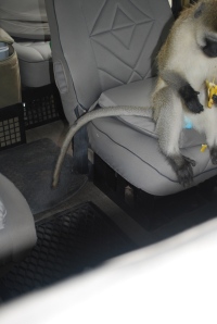 Vervet monkey eating the lunches of tourists who left their windows open while the car was parked