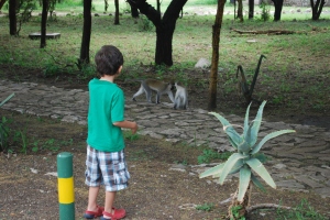Tristan fascinated by the monkeys hours before one stole his lollipop!