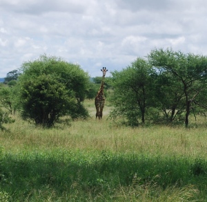 Saw a few giraffes