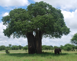 There's an elephant hiding near the trunk of the tree...