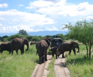 Elephants between vehicles
