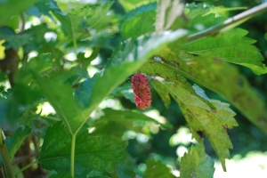 An unripened mulberry in our backyard