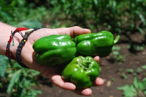 Pili Pili Hos (bell peppers) from our garden