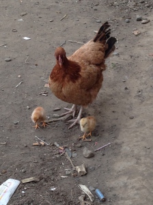 Chicken and her chicks on the streets of Arusha