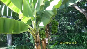 One of many banana trees in my "new" shamba (garden)!