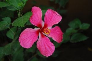 A hibiscus, which when dried, makes great rosella juice!