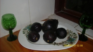 Over-ripened parachichis from my shamba