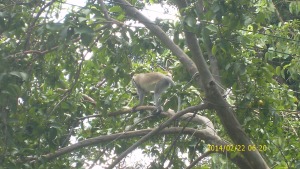 Monkeys raiding my guava tree