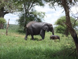 Momma and baby elephant