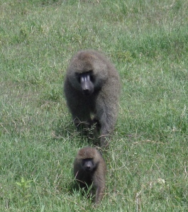 Momma baboon and her baby